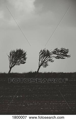 Black and white windblown trees leaning in field View Large Photo Image Stock Photo - Black and white windblown trees leaning in field. Fotosearch