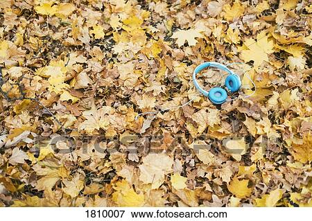 Blue headphones laying in yellow autumn leaves View Large Photo Image Stock Photo - Blue headphones laying in yellow autumn leaves. Fotosearch