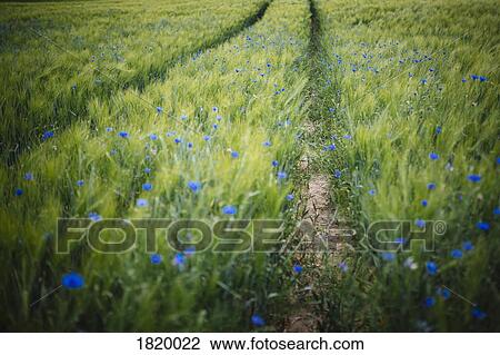 Blue wildflowers growing in idyllic, rural green wheat field View Large Photo Image Stock Image - Blue wildflowers growing in idyllic, rural green wheat field. Fotosearch