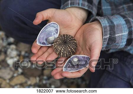 Boy holding seashells View Large Photo Image Stock Photo - Boy holding seashells. Fotosearch