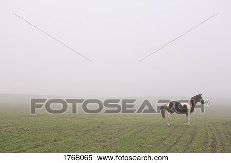 Brown and white horse in foggy rural field View Large Photo Image Stock Photography - Brown and white horse in foggy rural field. Fotosearch