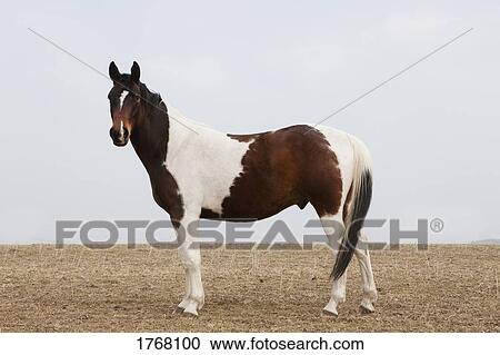 Brown and white horse in rural field View Large Photo Image Stock Image - Brown and white horse in rural field. Fotosearch