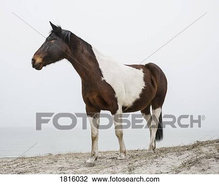 Brown and white horse on beach View Large Photo Image Stock Image - Brown and white horse on beach. Fotosearch