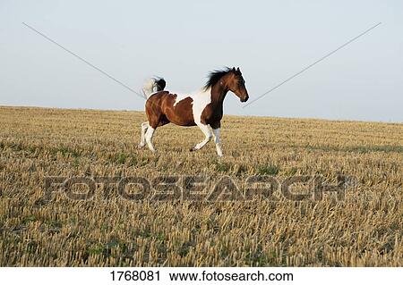 Stock Image - Brown and white horse running in sunny rural field. Fotosearch