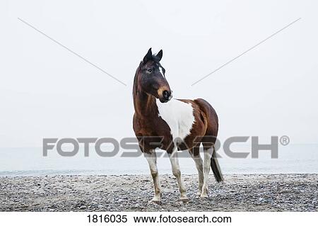 Brown and white horse standing on beach View Large Photo Image Stock Photography - Brown and white horse standing on beach. Fotosearch