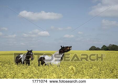 Brown and white horses in sunny, idyllic canola field View Large Photo Image Picture - Brown and white horses in sunny, idyllic canola field. Fotosearch