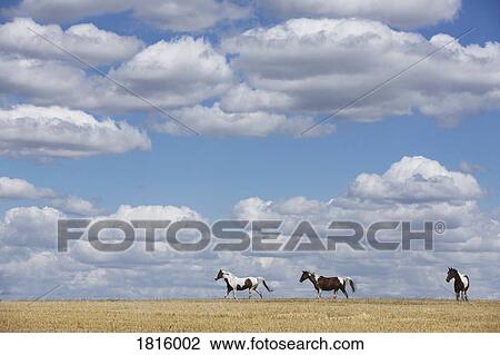 Brown and white horses in sunny rural field under blue sky with clouds View Large Photo Image Stock Image - Brown and white horses in sunny rural field under blue sky with clouds. Fotosearch