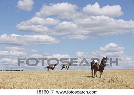 Brown and white horses in sunny rural, idyllic field View Large Photo Image Stock Photo - Brown and white horses in sunny rural, idyllic field. Fotosearch