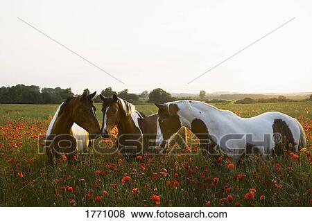 Brown and white horses in tranquil, rural field with wildflower poppies View Large Photo Image Stock Photo - Brown and white horses in tranquil, rural field with wildflower poppies. Fotosearch