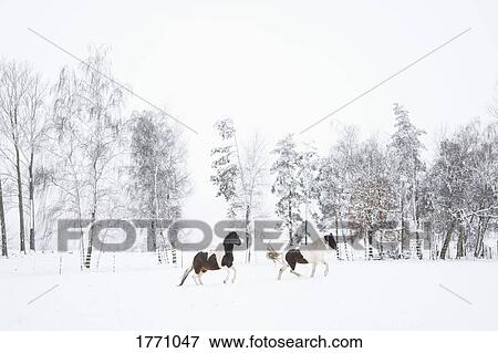 Brown and white horses running in snowy field View Large Photo Image Stock Photo - Brown and white horses running in snowy field. Fotosearch