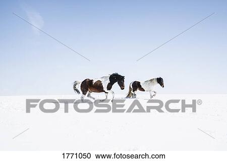 Brown and white horses running in sunny, snowy field View Large Photo Image Stock Image - Brown and white horses running in sunny, snowy field. Fotosearch