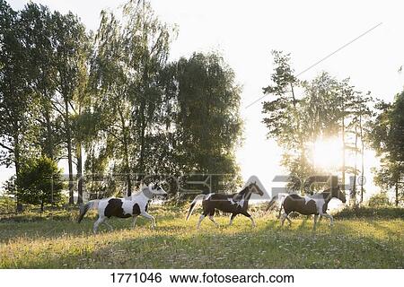 Brown and white horses running in idyllic, rural field View Large Photo Image Stock Photograph - Brown and white horses running in idyllic, rural field. Fotosearch