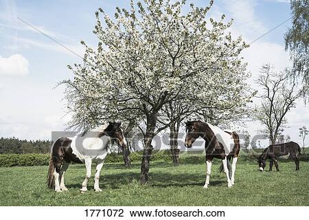 Brown and white horses under sunny spring apple blossom tree View Large Photo Image Stock Image - Brown and white horses under sunny spring apple blossom tree. Fotosearch