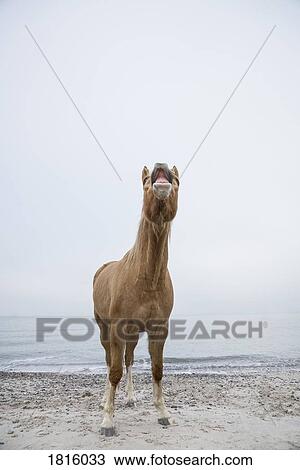 Brown horse neighing on beach View Large Photo Image Stock Image - Brown horse neighing on beach. Fotosearch