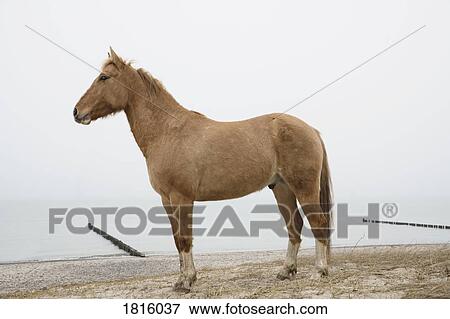 Brown horse standing on ocean beach View Large Photo Image Stock Photo - Brown horse standing on ocean beach. Fotosearch