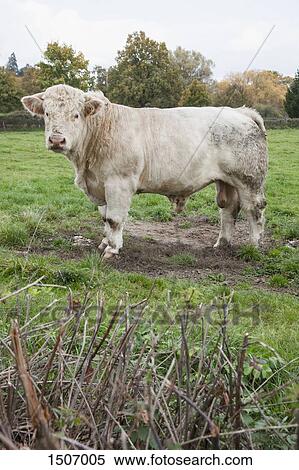 Bull standing on grassy field against trees View Large Photo Image Stock Photography - Bull standing on grassy field against trees. Fotosearch