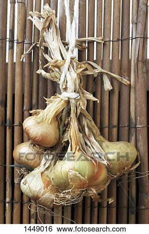 Stock Photograph - Bunch of onions hanging on wooden fence. Fotosearch