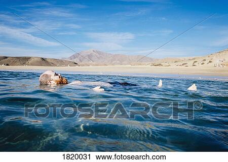 Carefree man floating in blue ocean water, Papagayo Beach, Lanzarote, Canary Islands, Spain View Large Photo Image Stock Image - Carefree man floating in blue ocean water, Papagayo Beach, Lanzarote, Canary Islands, Spain. Fotosearch
