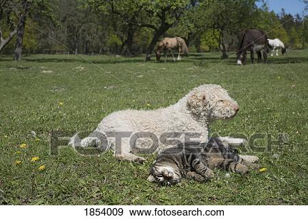 Cat and dog laying in sunny rural springtime field with horses in background View Large Photo Image Stock Photo - Cat and dog laying in sunny rural springtime field with horses in background. Fotosearch