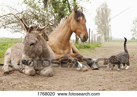 Cat, donkey and horse on rural dirt road View Large Photo Image Stock Image - Cat, donkey and horse on rural dirt road. Fotosearch