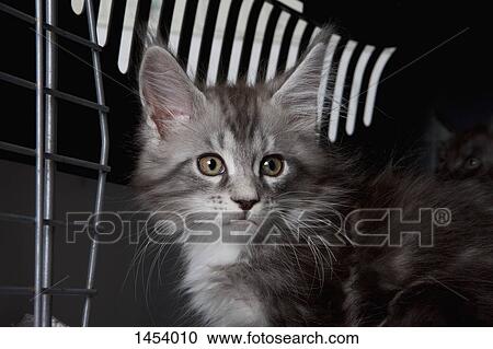 Stock Image - Cat looking away while sitting in vet clinic. Fotosearch