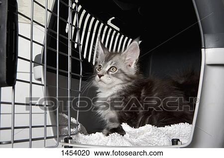 Cat looking away while sitting in vet clinic View Large Photo Image Stock Image - Cat looking away while sitting in vet clinic. Fotosearch