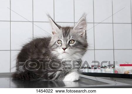 Stock Image - Cat sitting on table at animal hospital. Fotosearch