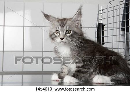 Cat sitting on table at vet clinic View Large Photo Image Stock Photo - Cat sitting on table at vet clinic. Fotosearch