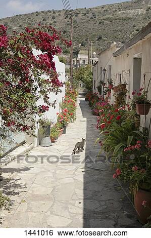 Cat walking on road with potted plants amidst buildings View Large Photo Image Stock Photograph - Cat walking on road with potted plants amidst buildings. Fotosearch