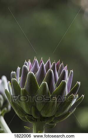 Stock Photograph - Close up artichoke plant. Fotosearch