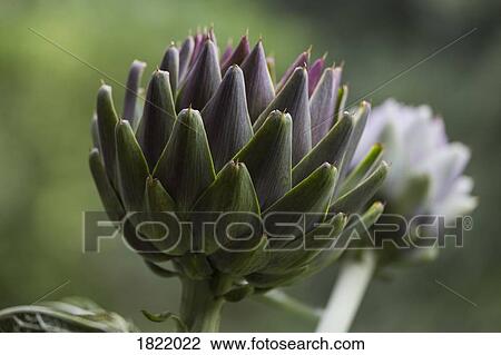 Close up artichoke plants View Large Photo Image Stock Image - Close up artichoke plants. Fotosearch