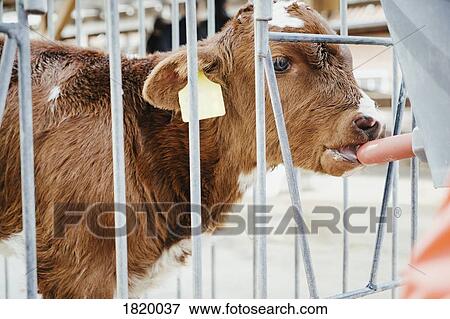Close up cow calf drinking from nozzle View Large Photo Image Stock Photo - Close up cow calf drinking from nozzle. Fotosearch