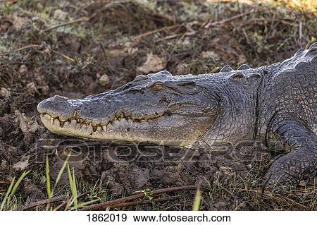 Close up crocodile laying in mud, Kakadu National Park, Australia View Large Photo Image Stock Photo - Close up crocodile laying in mud, Kakadu National Park, Australia. Fotosearch