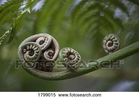 Close up curled fern plant View Large Photo Image Stock Photography - Close up curled fern plant. Fotosearch