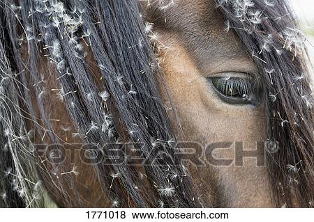 Close up dandelion seeds in hair of brown horse View Large Photo Image Stock Photo - Close up dandelion seeds in hair of brown horse. Fotosearch