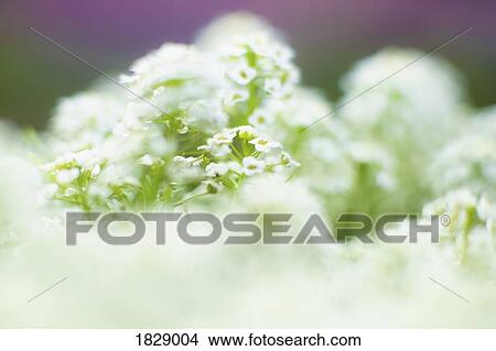 Close up delicate white flowers View Large Photo Image Picture - Close up delicate white flowers. Fotosearch
