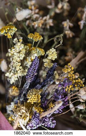 Close up dried chamomile and lavender bunch View Large Photo Image Stock Image - Close up dried chamomile and lavender bunch. Fotosearch