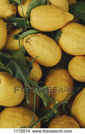 Close up fresh, harvested yellow lemons View Large Photo Image Picture - Close up fresh, harvested yellow lemons. Fotosearch