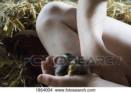 Close up girl holding baby chick View Large Photo Image Picture - Close up girl holding baby chick. Fotosearch