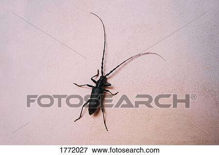 Stock Photo - Close up Great Capricorn Beetle on pink background. Fotosearch