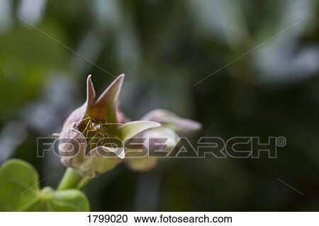Stock Image - Close up insect on flower. Fotosearch