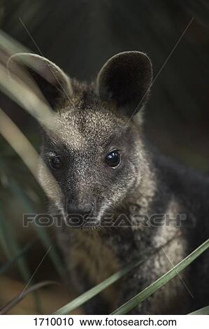 Stock Image - Close-up of a wallaby by a plant, Bermagui, New South Wales, Australia. Fotosearch
