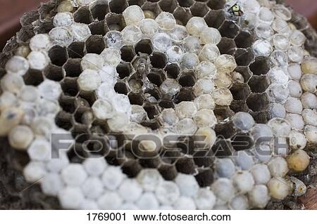 Close up of a wasp nest View Large Photo Image Stock Image - Close up of a wasp nest. Fotosearch