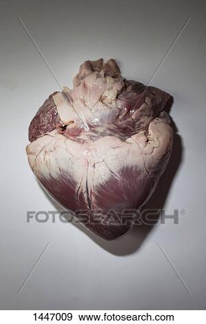 Close-up of animal heart on gray background View Large Photo Image Stock Photo - Close-up of animal heart on gray background. Fotosearch