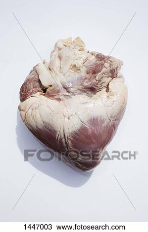 Close-up of animal heart on white background View Large Photo Image Stock Image - Close-up of animal heart on white background. Fotosearch
