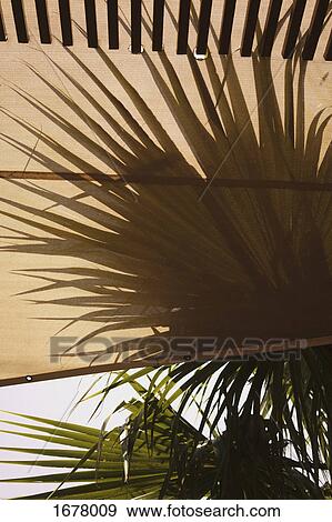 Stock Photo - Close-up of awning and palm trees against sky. Fotosearch