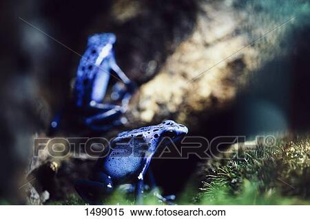 Close-up of blue poison arrow frogs on tree View Large Photo Image Stock Photography - Close-up of blue poison arrow frogs on tree. Fotosearch