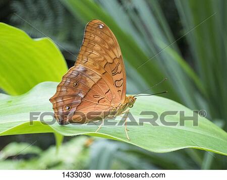 Close-up of butterfly on leaf View Large Photo Image Stock Image - Close-up of butterfly on leaf. Fotosearch