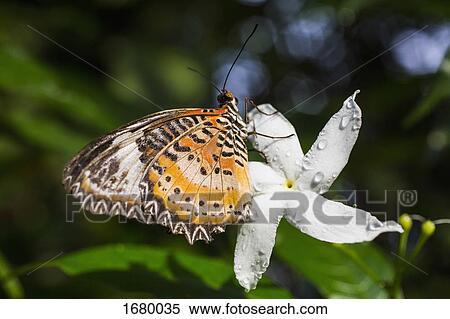 Close-up of butterfly resting on fresh white jasmine View Large Photo Image Stock Photography - Close-up of butterfly resting on fresh white jasmine. Fotosearch