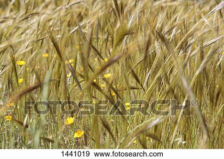 Stock Photo - Close-up of cereal plants growing on field. Fotosearch